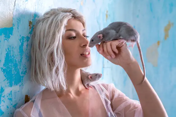 Blond young woman playing with rats pets at indoor blue room
