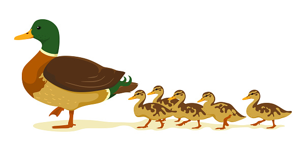 Mom duck with ducklings in cartoon flat style. Vector isolate on a white background. Wild ducks.