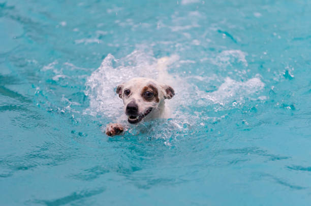 istock Puppy swimming in the pool 1174978548