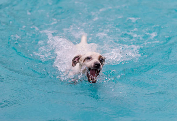 istock Puppy swimming in the pool 1174978550