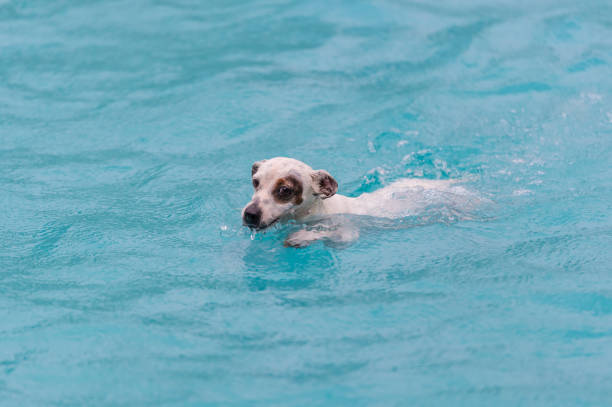 istock Puppy swimming in the pool 1174978563