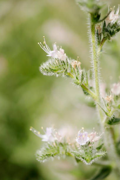 istock Close-up of Wildflower 1174978634