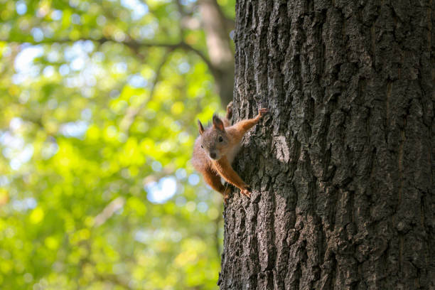 istock Attentive red squirrel on a tree trunk looks towards people waiting for food 1174981409