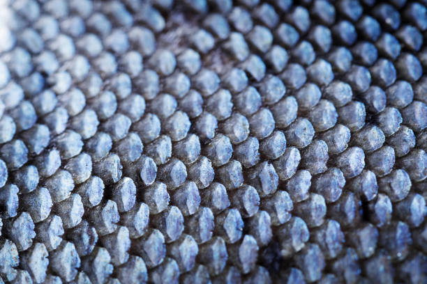 istock Extreme Close-up of Coho Salmon Scale 1174981457