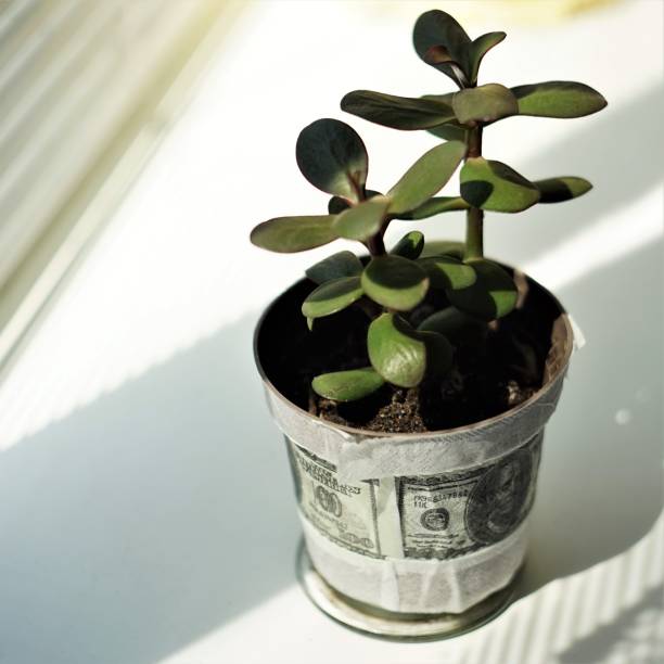 istock money tree flower in a pot on the windowsill 1174981830