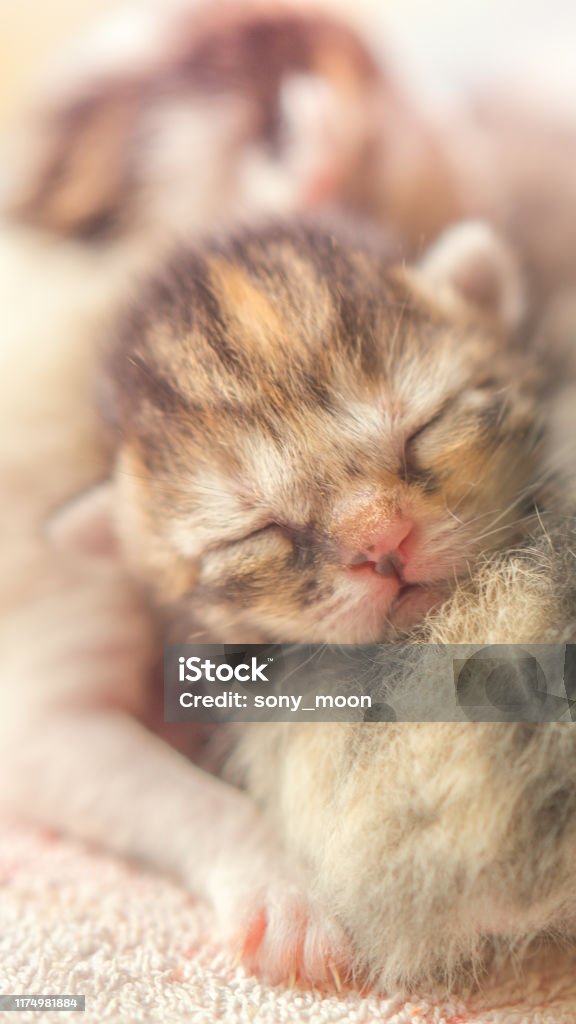 Newborn Kittens Sleeping Small Baby Animals Sleep Stock Photo - Download  Image Now - iStock