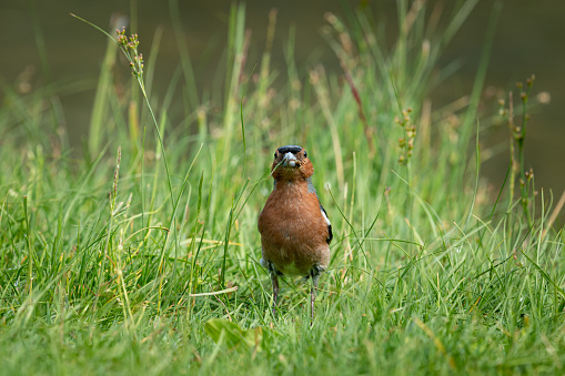 A male chaffinch (Fringilla coelebs) on a meadow near a lake looking for food