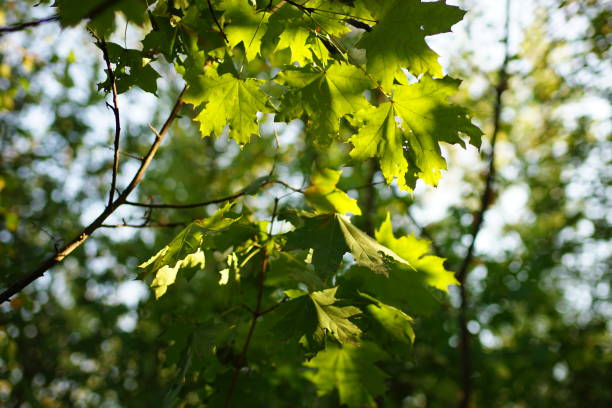 istock green maple leaves on the tree with sunlight in autumn forest. 1174983459