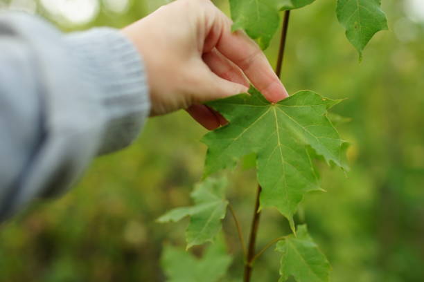 istock green maple leaf on the tree and female hand touch it, autumn forest. 1174983475