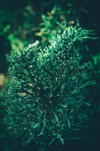 istock Christmas background. Green fir tree. 1174984403