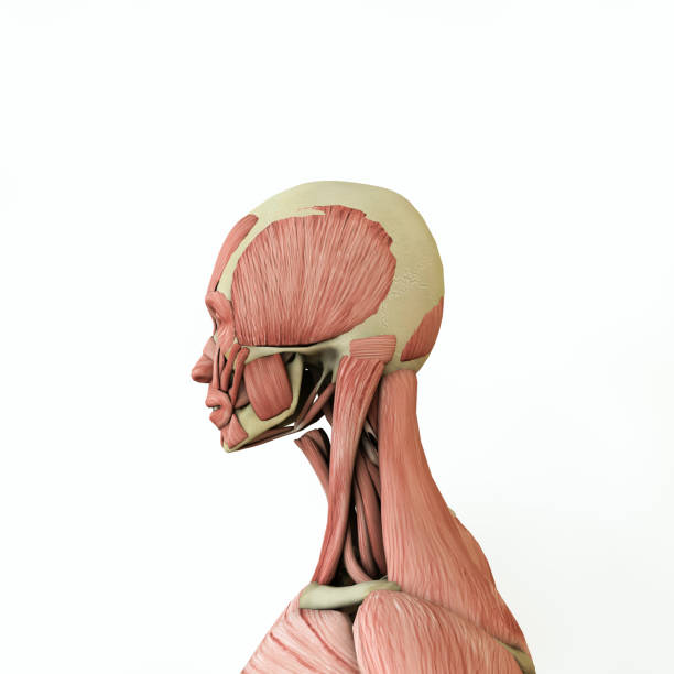 woman anatomy model stock photo