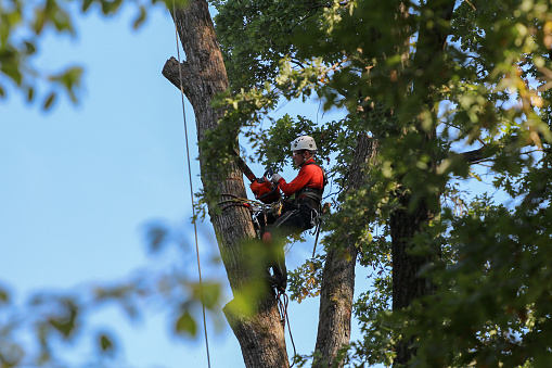 St. Petersburg, Russia - September 12, 2019: A professional climber with a chainsaw, safety belts, a helmet and protective equipment cuts a tall, dry tree in a park at a height