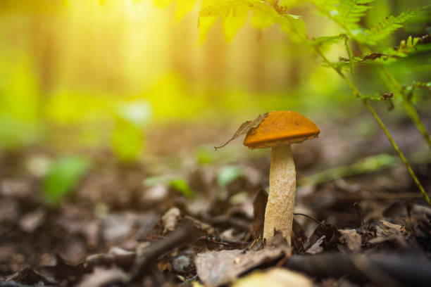 Boletus mushroom in the woods