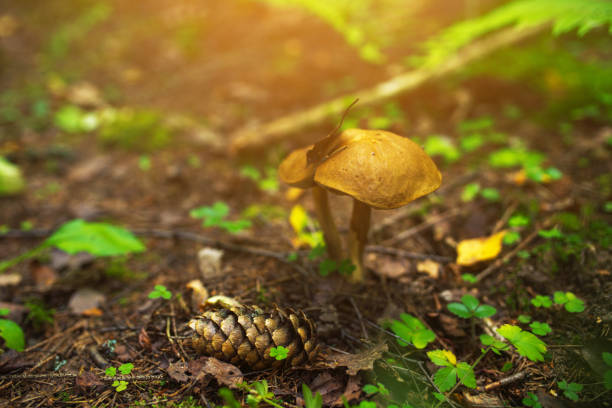 Suillus bovinus mushrooms in the woods