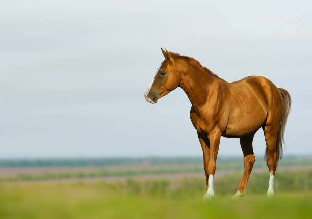 istock Young chestnut horse in the field 1174986398