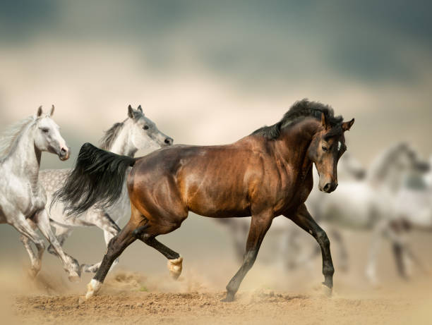 istock Beautiful horses in desert 1174986409
