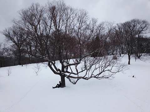 A person sitting under a tree during a snowy season, the person is unidentified