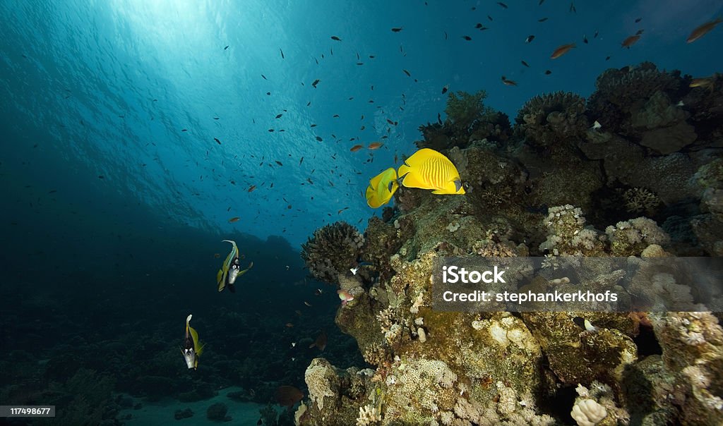 Poisson-papillon jaune (Chaetodon semilarvatus - Photo de Au fond de l'océan libre de droits