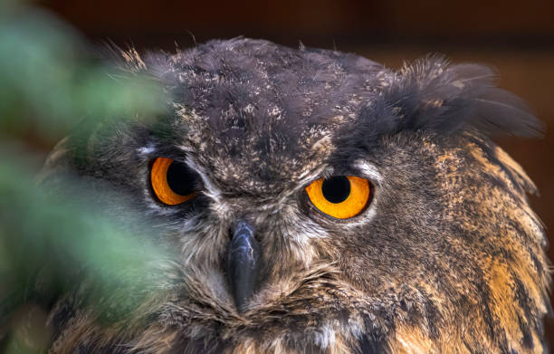 istock eagle owl eyes detail Portrait Makro 1174987802