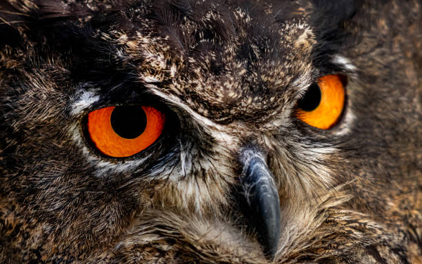 istock eagle owl eyes detail Portrait Makro 1174987877