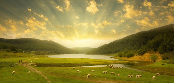 Sheep grazing on the lake at sunset