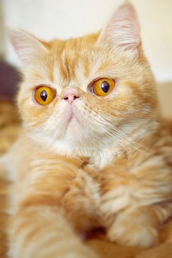 Portrait of an exotic kitty with the surprised look. Vertical format. Indoors. Color. Stock photo.