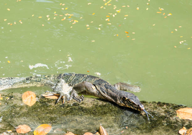 Monitor lizard in Bangkok might speak with speak with a forked tongue.