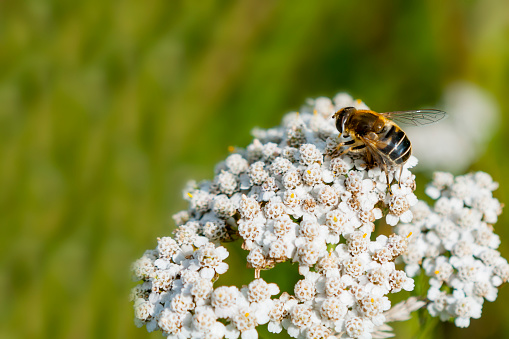 Bee sitting on flower on clear summer day, macro