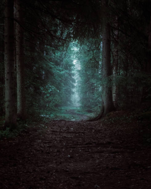 темный волшебный лес - woodland trail woods forest footpath стоковые фото и изображения