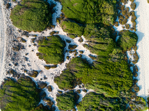 Bushes on the sand of a beach from above