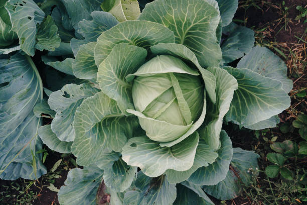 istock head of cabbage in a garden close-up 1174991346