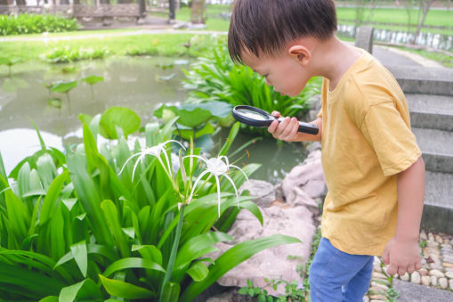 Cute little Asian 3 - 4 years old toddler baby boy child exploring environment by looking through a magnifying glass in sunny day at beautiful garden, kid first experience & discovery concept