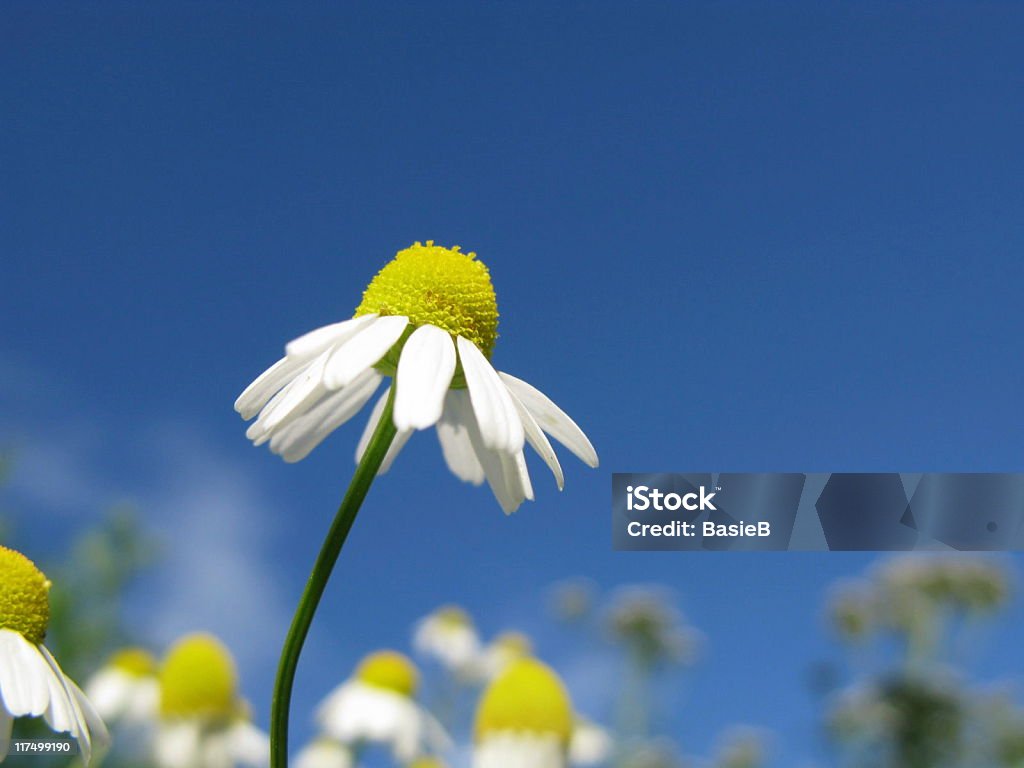 Fiore di camomilla - Foto stock royalty-free di Aiuola