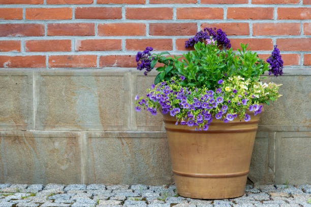 istock Flowerpot with flowers under wall 1174995948
