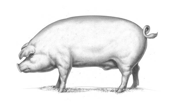 pig illustration