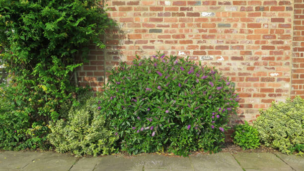 istock Closeup of blue, lilac buddleia flowering shrub 1174999936