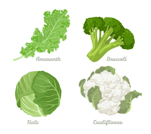 ilustrações de stock, clip art, desenhos animados e ícones de cabbage set. vector illustration of cabbage, kale, broccoli, cauliflower isolated on a white background. healthy organic food, fresh green vegetables in cartoon flat style. - cauliflower vegetable white isolated