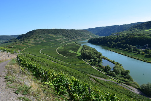 steep vineyards high above Mosel river