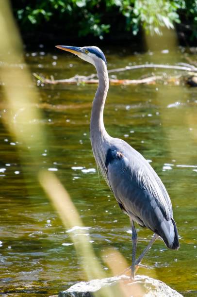 istock Blue Heron in the Speed River 1175004025