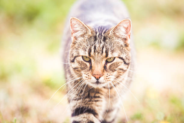 istock Tabby cat in the autumn  grass 1175005343