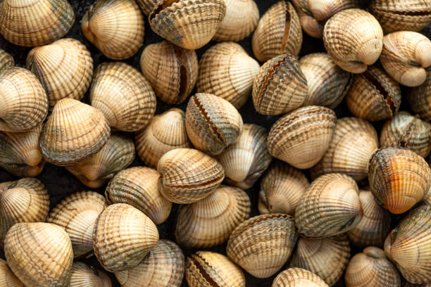 frische rohe herzmuscheln in herzförmigen schalen, meeresfrüchte schalentiere auf dunklem hintergrund - cockle nature outdoors horizontal stock-fotos und bilder