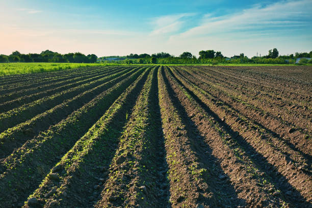 istock Ploughed field, springtime agricultural background 1175006313