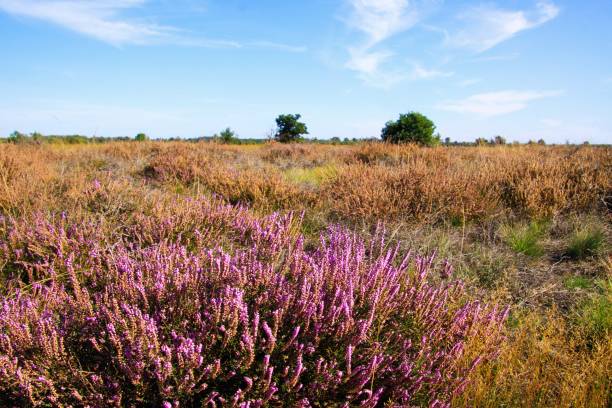 vue au-dessus du buisson de fleur pourpre d'erica de bruyère sur le paysage sans fin sec de bruyère - strabrechtse heide près d'eindhoven, pays-bas - landes écossaises photos et images de collection