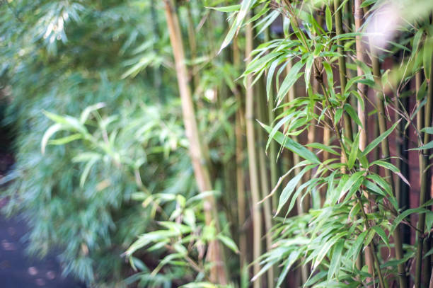 istock University of Bristol Botanic Garden 1175009253