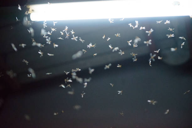 istock moth flying in the fire ,the neon light in night time, it's raining time. 1175009440