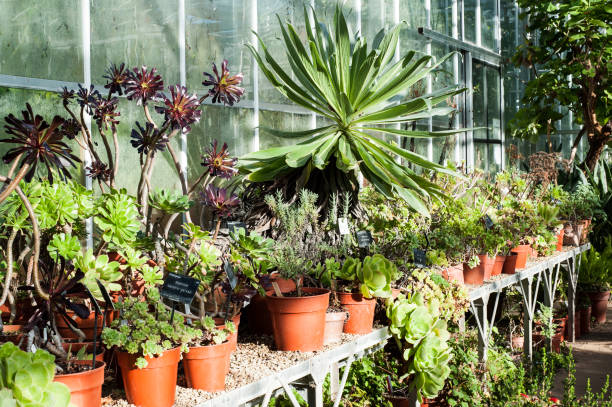 istock University of Bristol Botanic Garden 1175009517