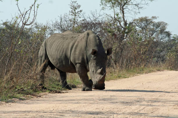 istock White rhino bull 1175010172
