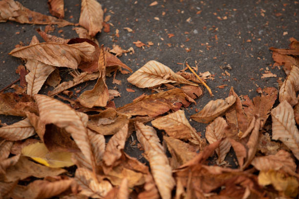 Yellowish dried leaves fall on black asphalt during hot days. autumn