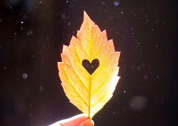 Autumn red leaf with cut heart in a hand, dust particles in light.