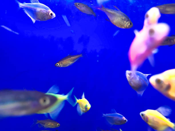 Fish swimming in a glass tank.